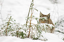 BUITEN BEELD Foto: 47654