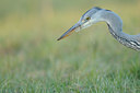 BUITEN BEELD Foto: 47668