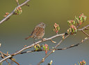 BUITEN BEELD Foto: 47734