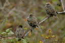 BUITEN BEELD Foto: 47740