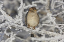 BUITEN BEELD Foto: 47745