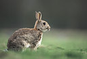 BUITEN BEELD Foto: 47836