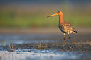 BUITEN BEELD Foto: 47849