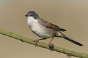 BUITEN BEELD Foto: 47853