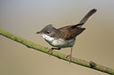 BUITEN BEELD Foto: 47855