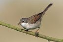 BUITEN BEELD Foto: 47856