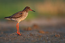 BUITEN BEELD Foto: 47859