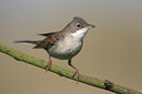 BUITEN BEELD Foto: 47860