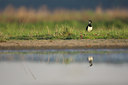 BUITEN BEELD Foto: 47861