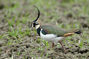 BUITEN BEELD Foto: 47893