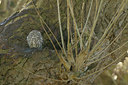 BUITEN BEELD Foto: 47902