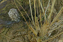 BUITEN BEELD Foto: 47903