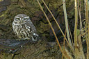 BUITEN BEELD Foto: 47904