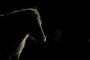 BUITEN BEELD Foto: 47946