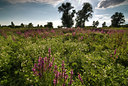 BUITEN BEELD Foto: 47995