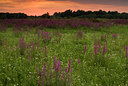 BUITEN BEELD Foto: 47997