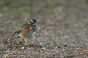 BUITEN BEELD Foto: 48021