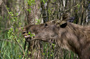 BUITEN BEELD Foto: 48100