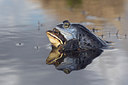 BUITEN BEELD Foto: 48111
