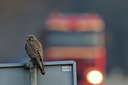 BUITEN BEELD Foto: 48120