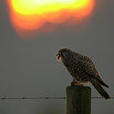 BUITEN BEELD Foto: 48122