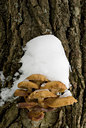BUITEN BEELD Foto: 48156