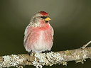 BUITEN BEELD Foto: 48158