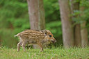 BUITEN BEELD Foto: 48208