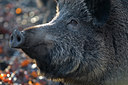 BUITEN BEELD Foto: 48219