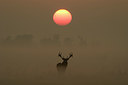 BUITEN BEELD Foto: 48222