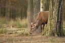 BUITEN BEELD Foto: 48231