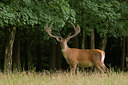 BUITEN BEELD Foto: 48251