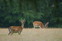 BUITEN BEELD Foto: 48260