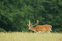 BUITEN BEELD Foto: 48261