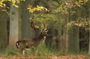 BUITEN BEELD Foto: 48267