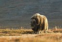BUITEN BEELD Foto: 48300