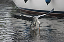 BUITEN BEELD Foto: 48338