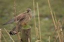 BUITEN BEELD Foto: 48366