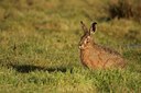 BUITEN BEELD Foto: 48370