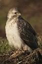 BUITEN BEELD Foto: 48381