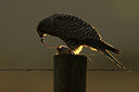 BUITEN BEELD Foto: 48392