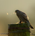 BUITEN BEELD Foto: 48397
