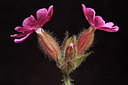 BUITEN BEELD Foto: 48461