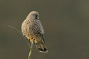BUITEN BEELD Foto: 48504