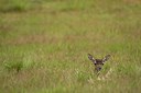 BUITEN BEELD Foto: 48534