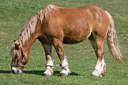 BUITEN BEELD Foto: 48548