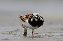 BUITEN BEELD Foto: 48574