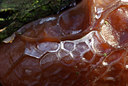 BUITEN BEELD Foto: 48620