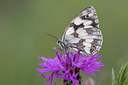 BUITEN BEELD Foto: 48639