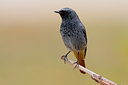 BUITEN BEELD Foto: 48659